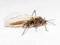 Tuberolachnus salignus